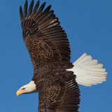 11SB7663 American Bald Eagle